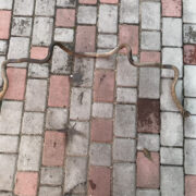 Стабилизатор подвески (поперечной устойчивости) передний для Rover 400 HH-R