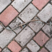 Шланг тормозной для Rover 400 HH-R