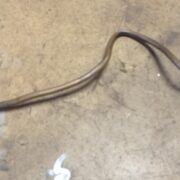 Трубка гидравлическая для Rover 200 R3